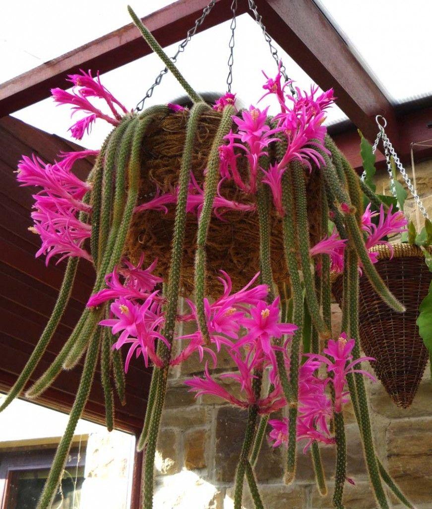 Aporocactus Flagelliformis - View 12 from www redcrocus com