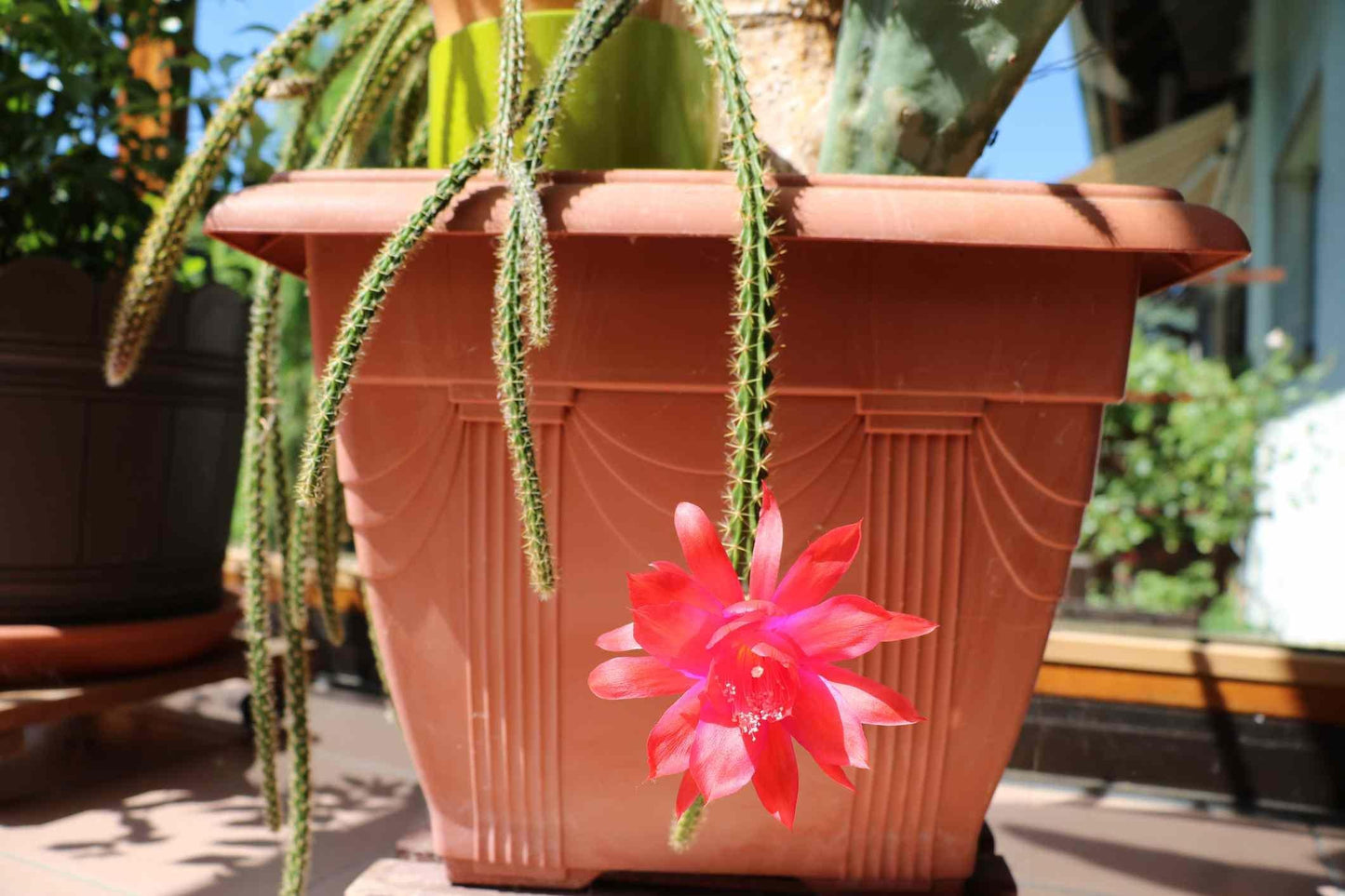 Aporocactus Flagelliformis - View 13 from www redcrocus com