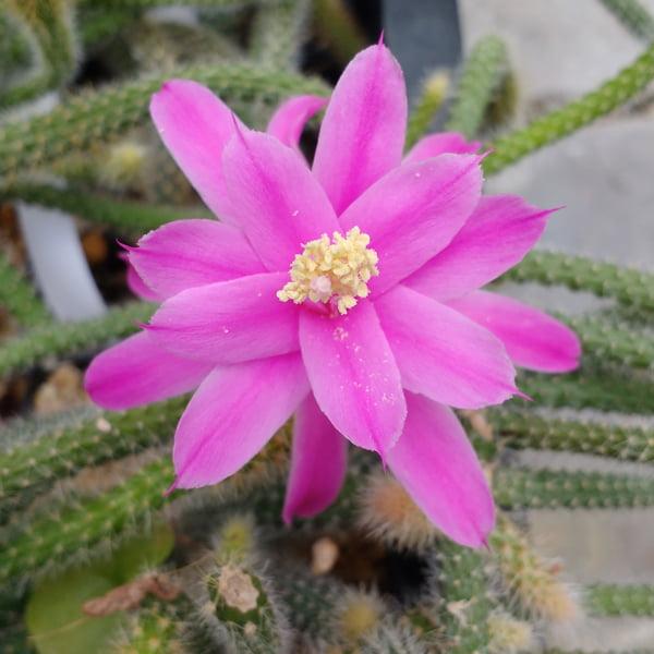Aporocactus Flagelliformis - View 14 from www redcrocus com