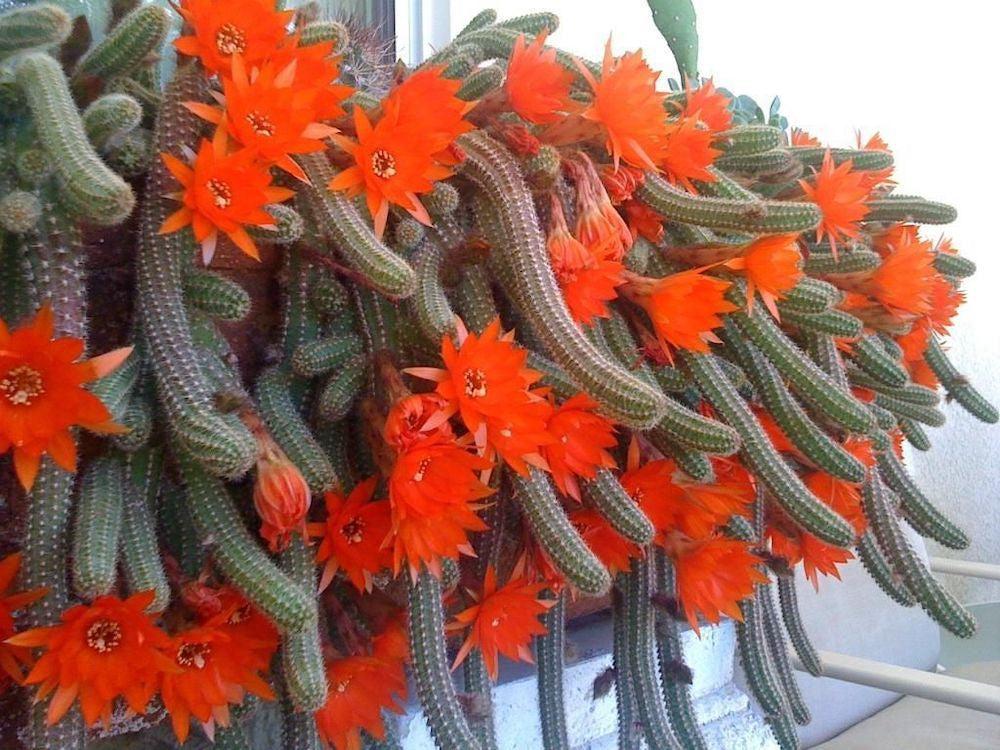 Aporocactus Flagelliformis - View 15 from www redcrocus com