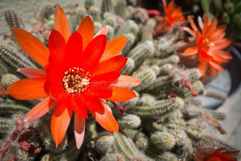 Aporocactus Flagelliformis - View 16 from www redcrocus com