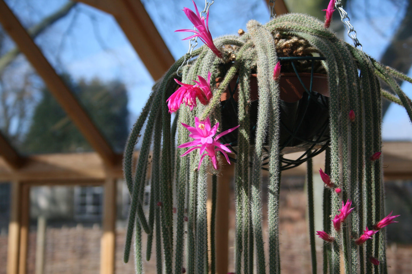 Aporocactus Flagelliformis - View 17 from www redcrocus com