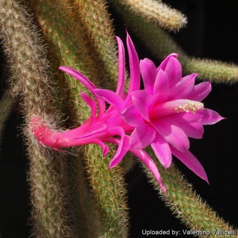 Aporocactus Flagelliformis - View 1 from www redcrocus com