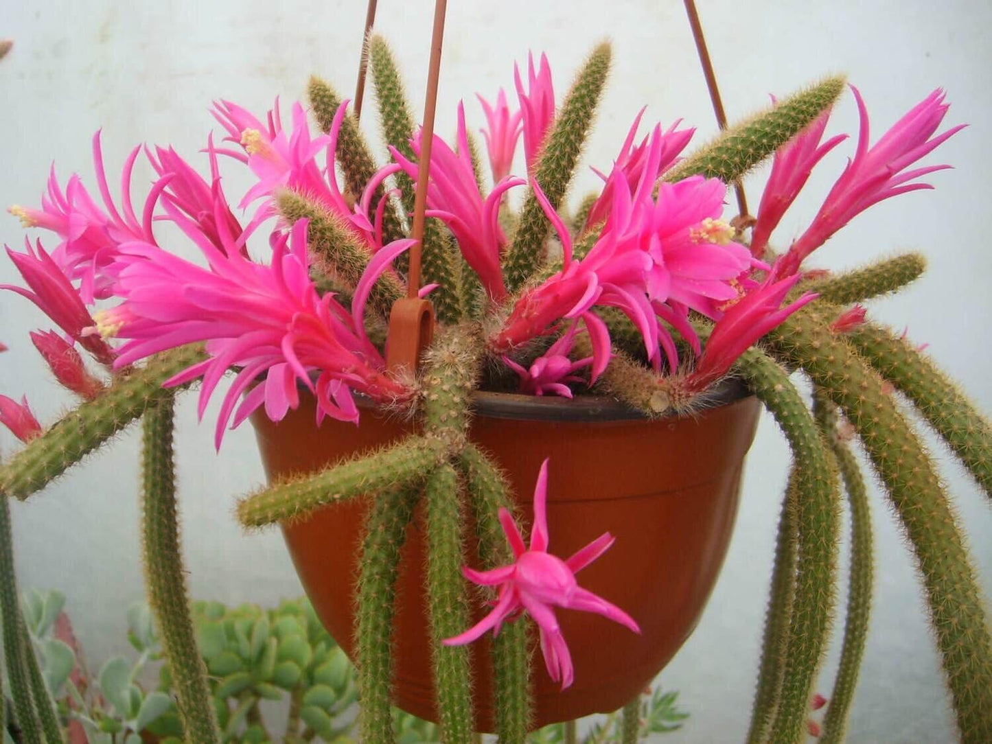 Aporocactus Flagelliformis - View 2 from www redcrocus com