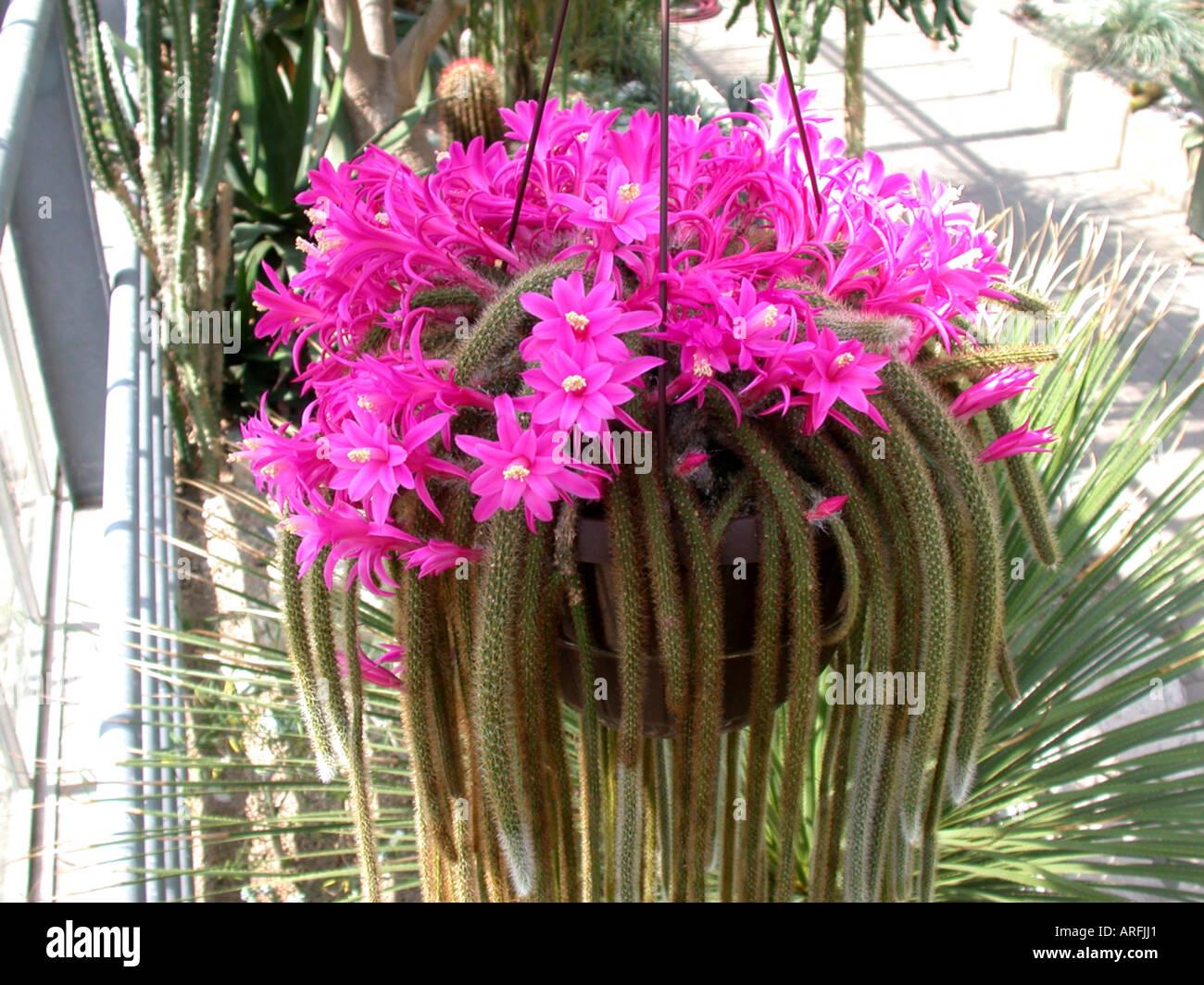 Aporocactus Flagelliformis - View 3 from www redcrocus com