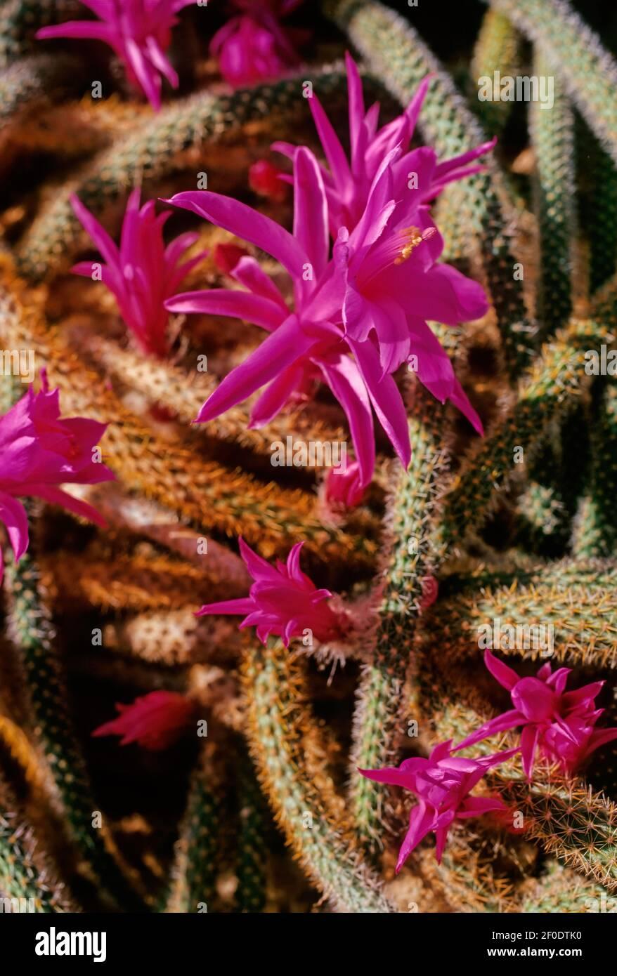 Aporocactus Flagelliformis - View 4 from www redcrocus com