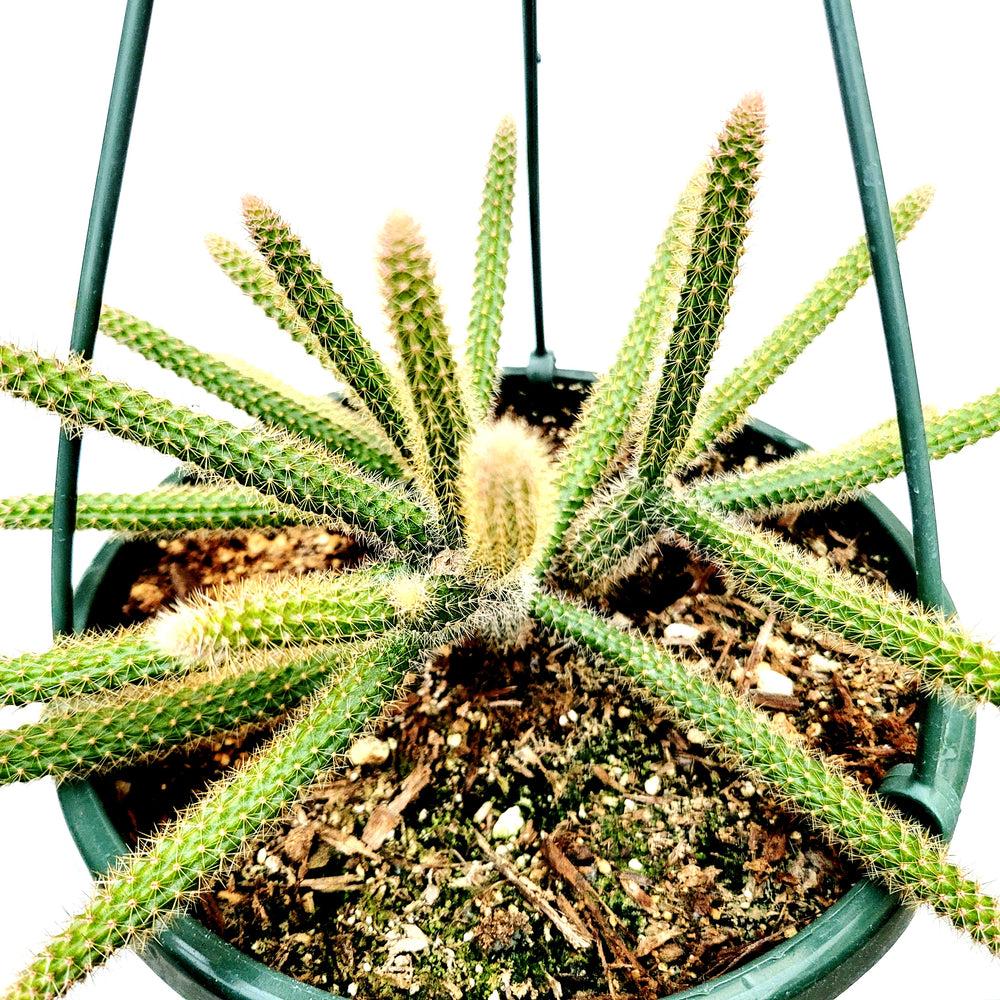 Aporocactus Flagelliformis - View 5 from www redcrocus com