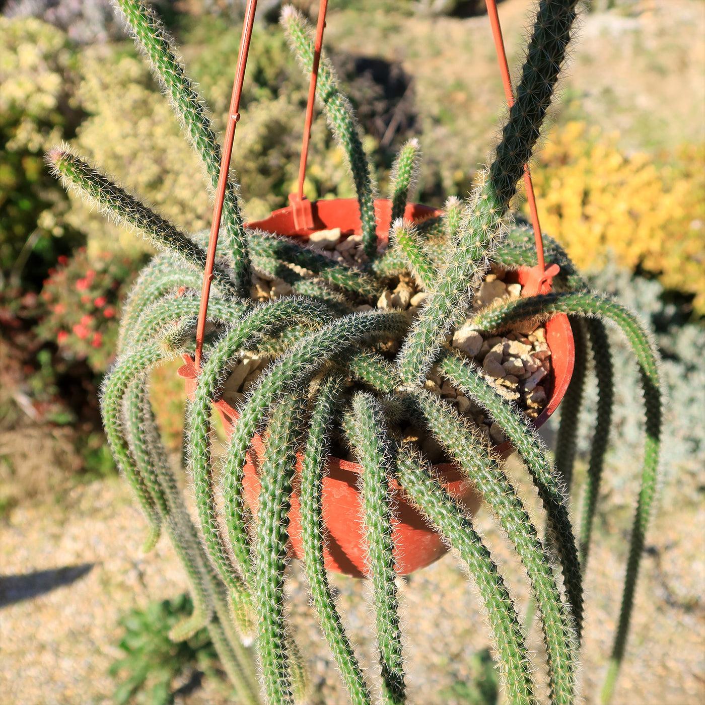 Aporocactus Flagelliformis - View 6 from www redcrocus com