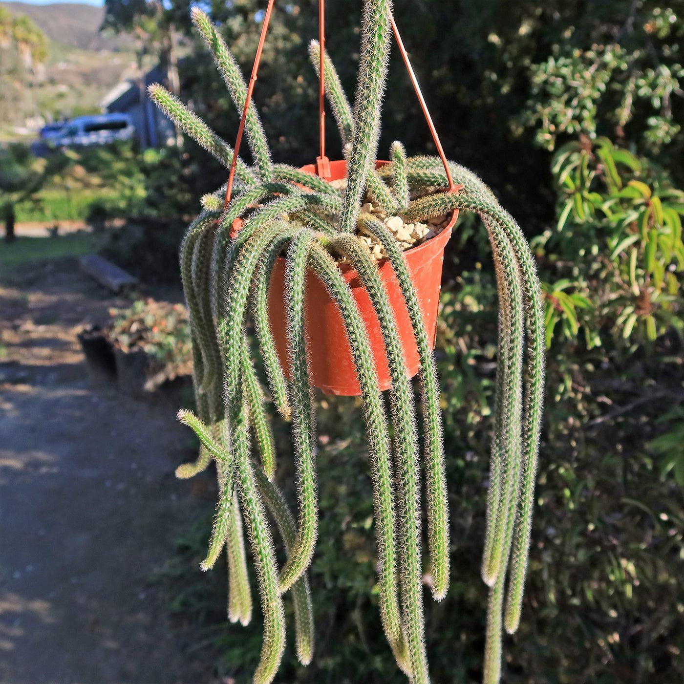 Aporocactus Flagelliformis - View 7 from www redcrocus com