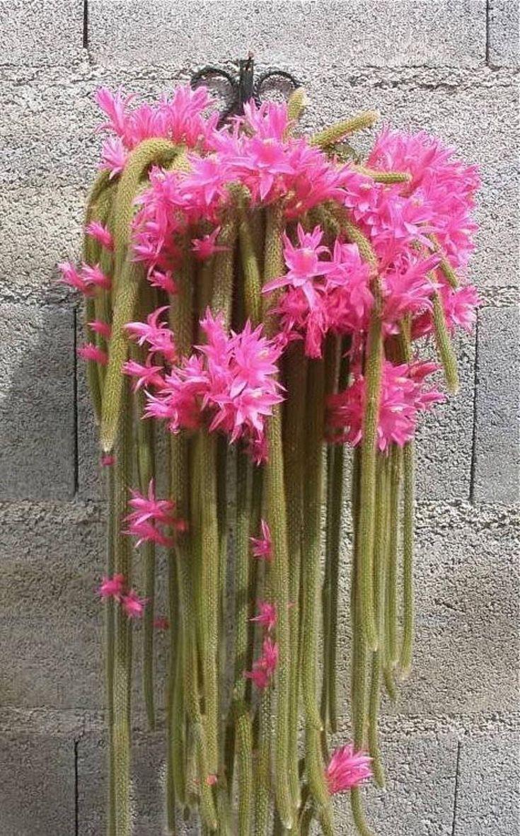 Aporocactus Flagelliformis - View 8 from www redcrocus com
