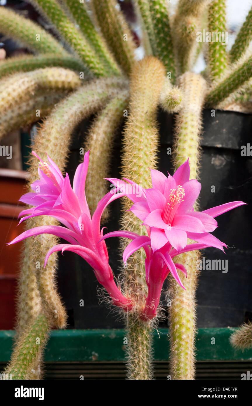 Aporocactus Flagelliformis - View 9 from www redcrocus com