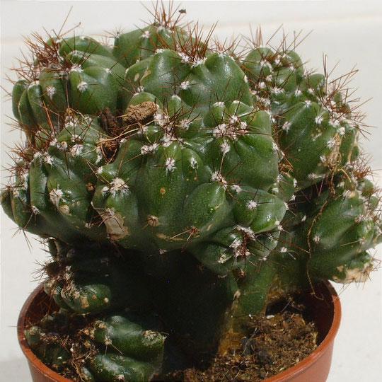 Cereus Peruvianus Var Monstrosus - View 10 from www redcrocus com