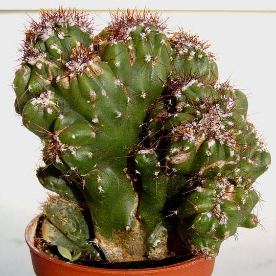 Cereus Peruvianus Var Monstrosus - View 12 from www redcrocus com