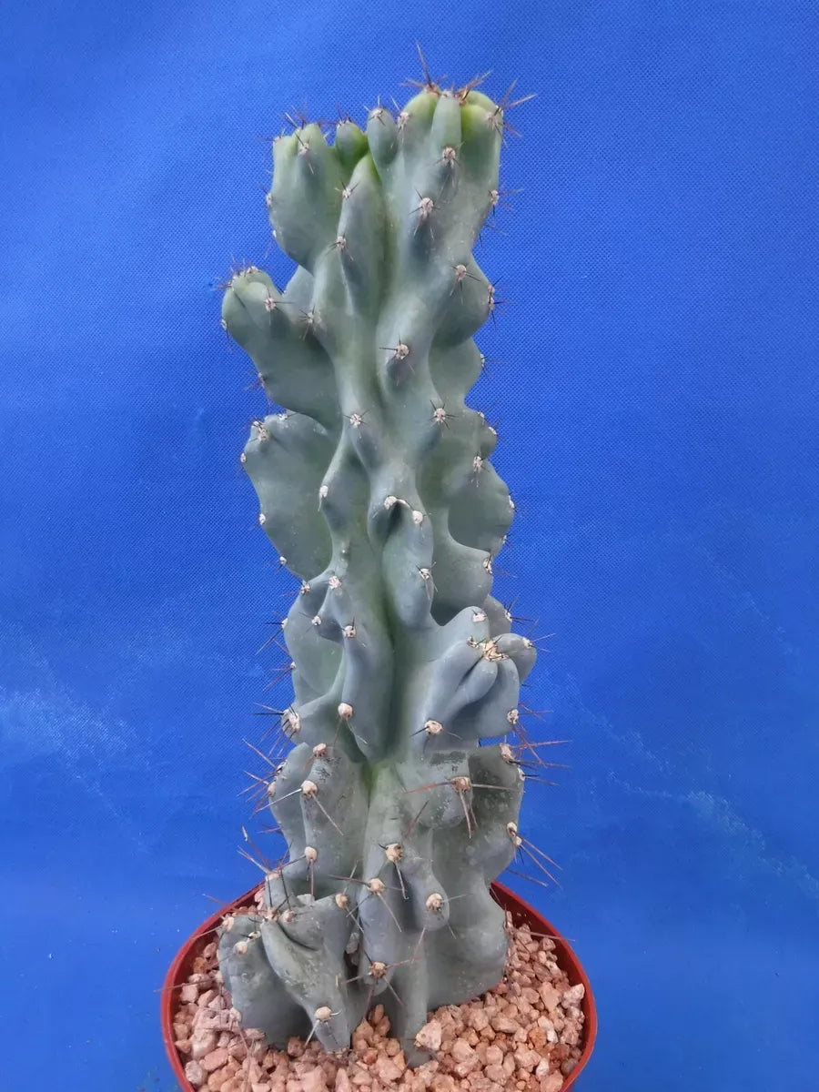 Cereus Peruvianus Var Monstrosus - View 13 from www redcrocus com