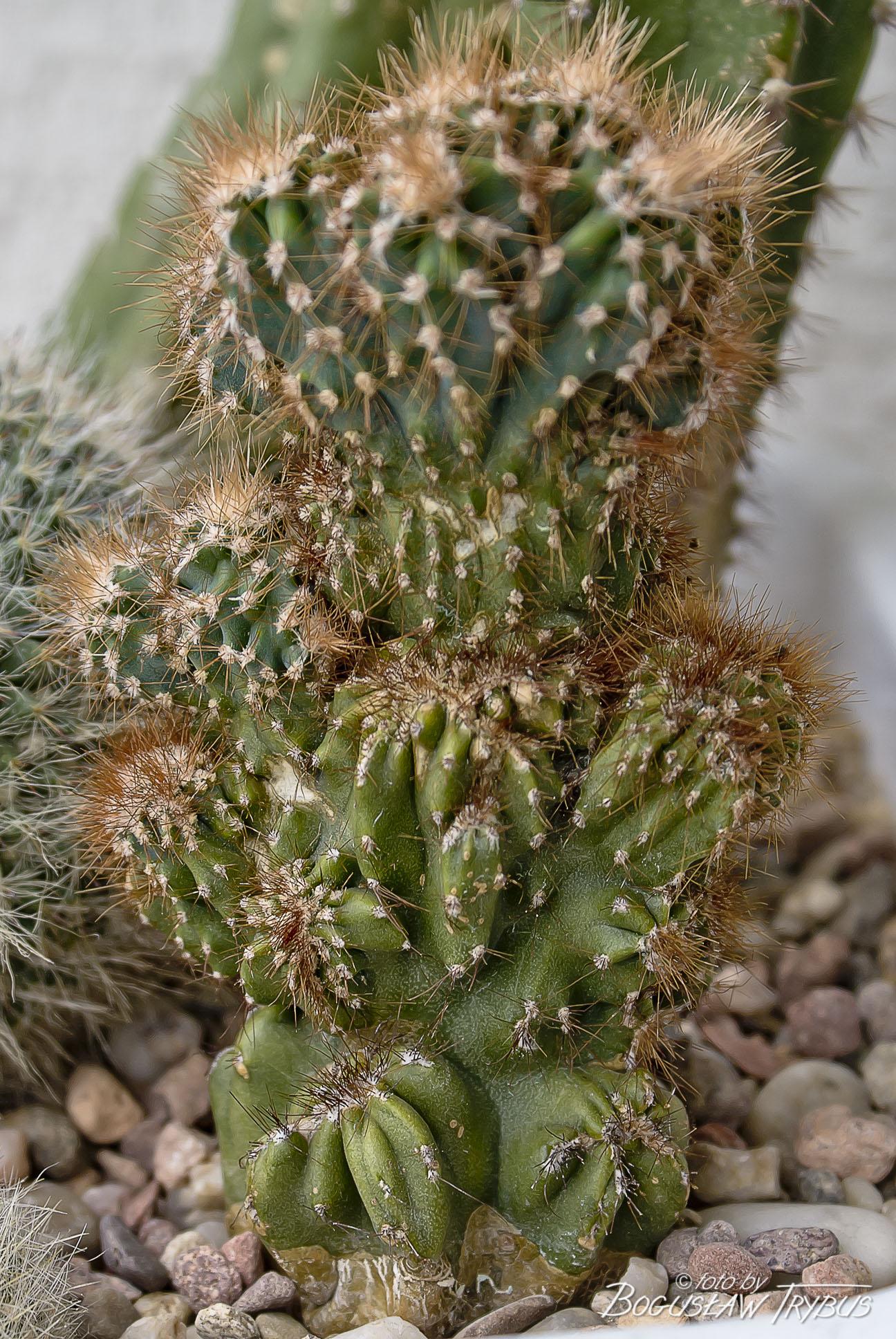 Cereus Peruvianus Var Monstrosus - View 2 from www redcrocus com