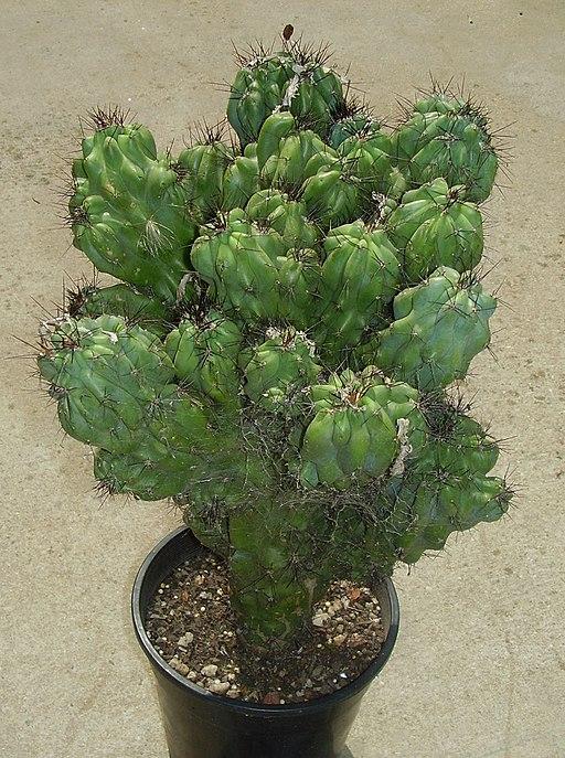Cereus Peruvianus Var Monstrosus - View 3 from www redcrocus com