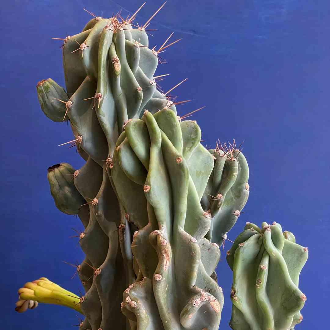 Cereus Peruvianus Var Monstrosus - View 6 from www redcrocus com