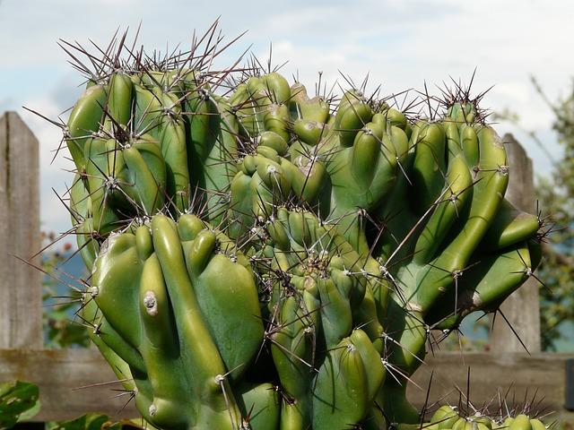 Cereus Peruvianus Var Monstrosus - View 7 from www redcrocus com