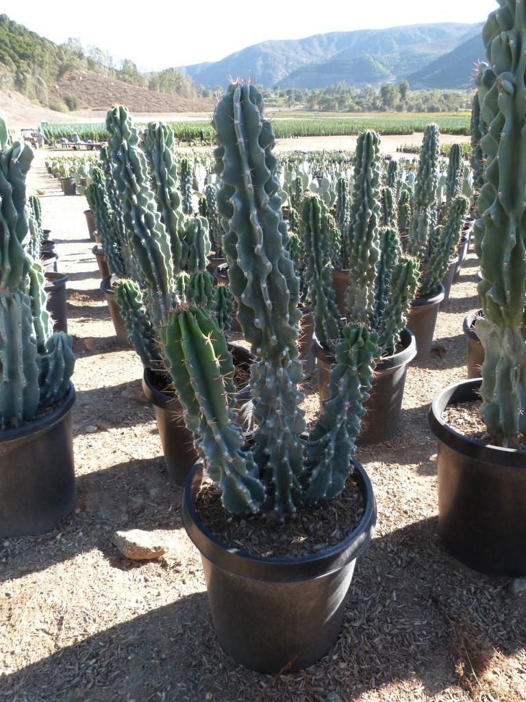 Cereus Peruvianus Var Monstrosus - View 9 from www redcrocus com