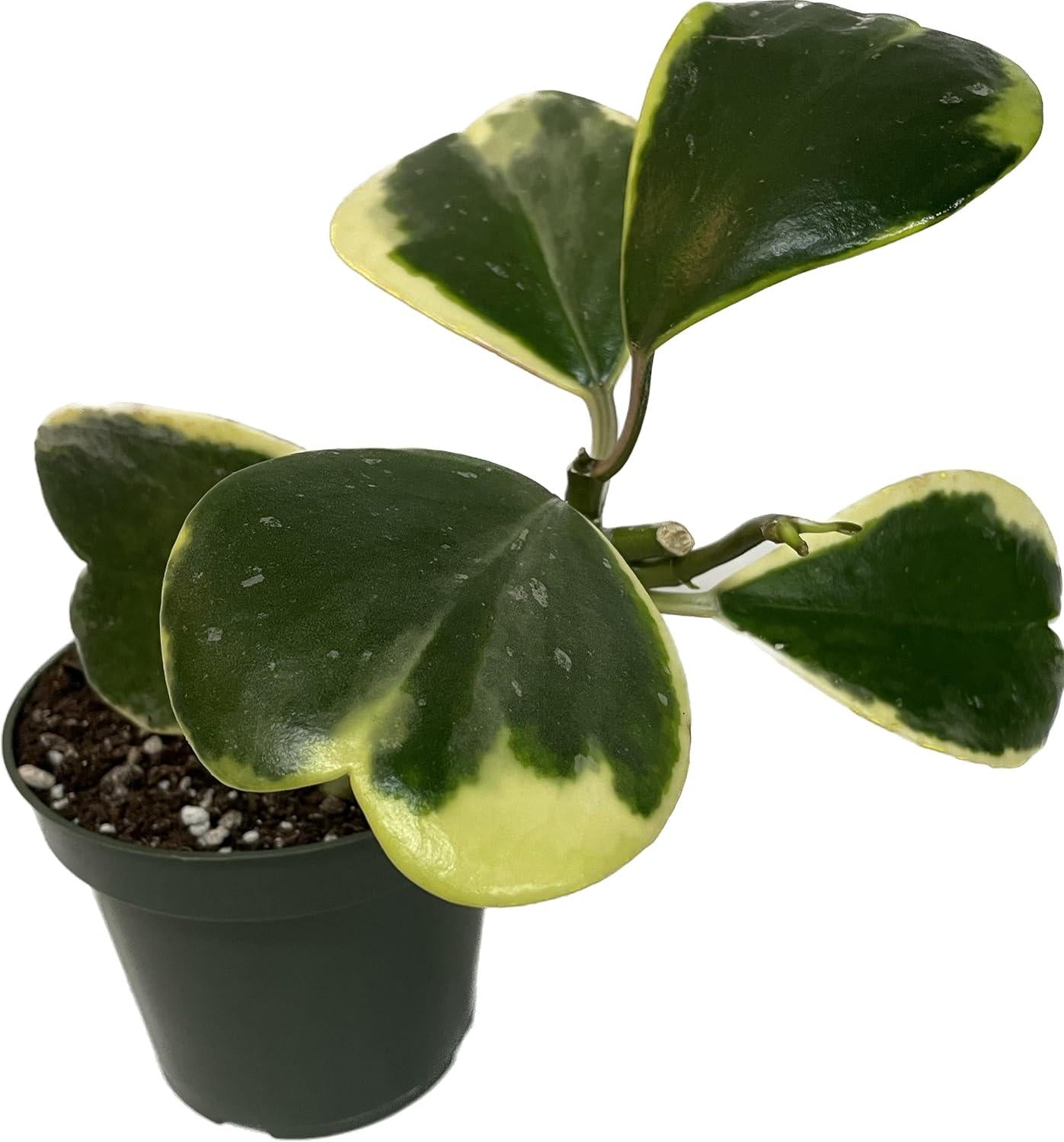 Hoya Kerrii, Outer Variegated - View 11 from www redcrocus com