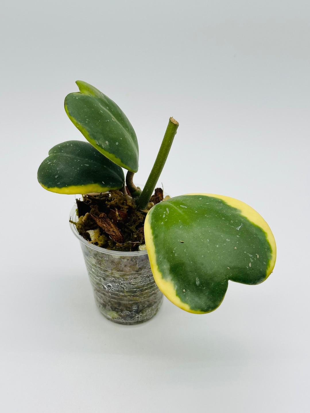 Hoya Kerrii, Outer Variegated - View 12 from www redcrocus com