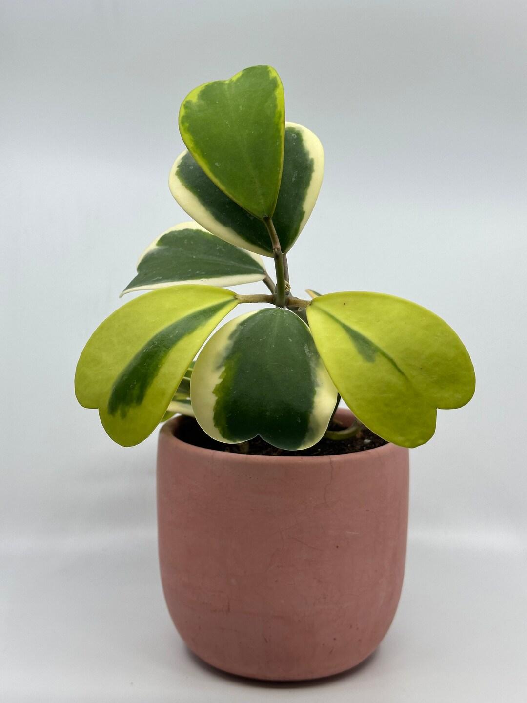 Hoya Kerrii, Outer Variegated - View 14 from www redcrocus com