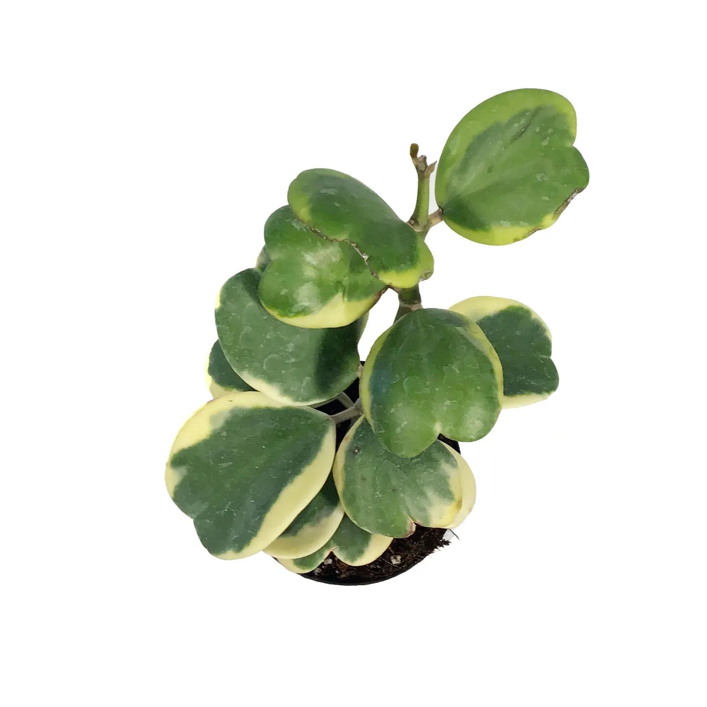 Hoya Kerrii, Outer Variegated - View 18 from www redcrocus com