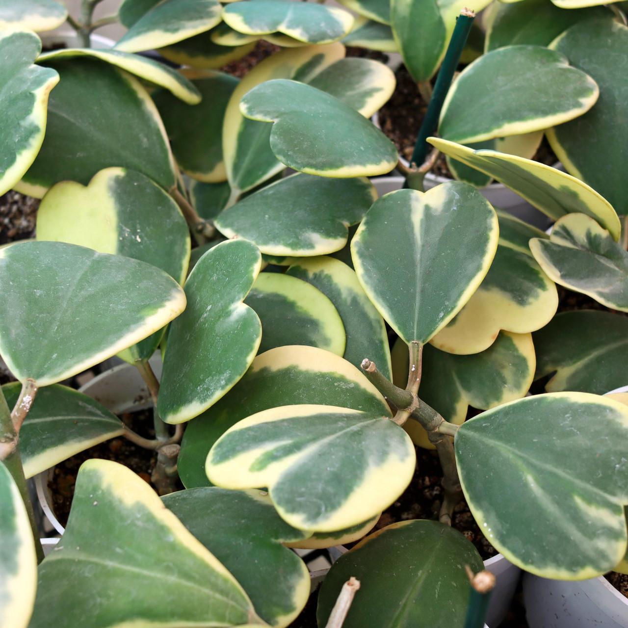 Hoya Kerrii, Outer Variegated - View 3 from www redcrocus com
