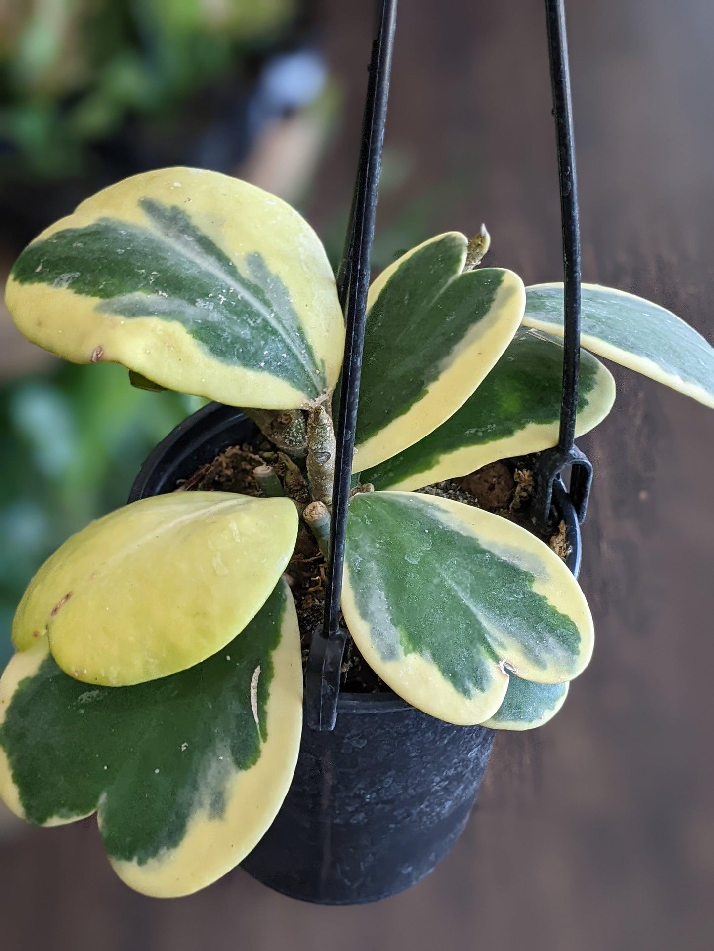 Hoya Kerrii, Outer Variegated - View 5 from www redcrocus com