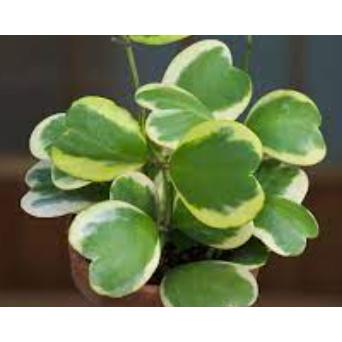 Hoya Kerrii Outer Variegated - View 14 from www redcrocus com