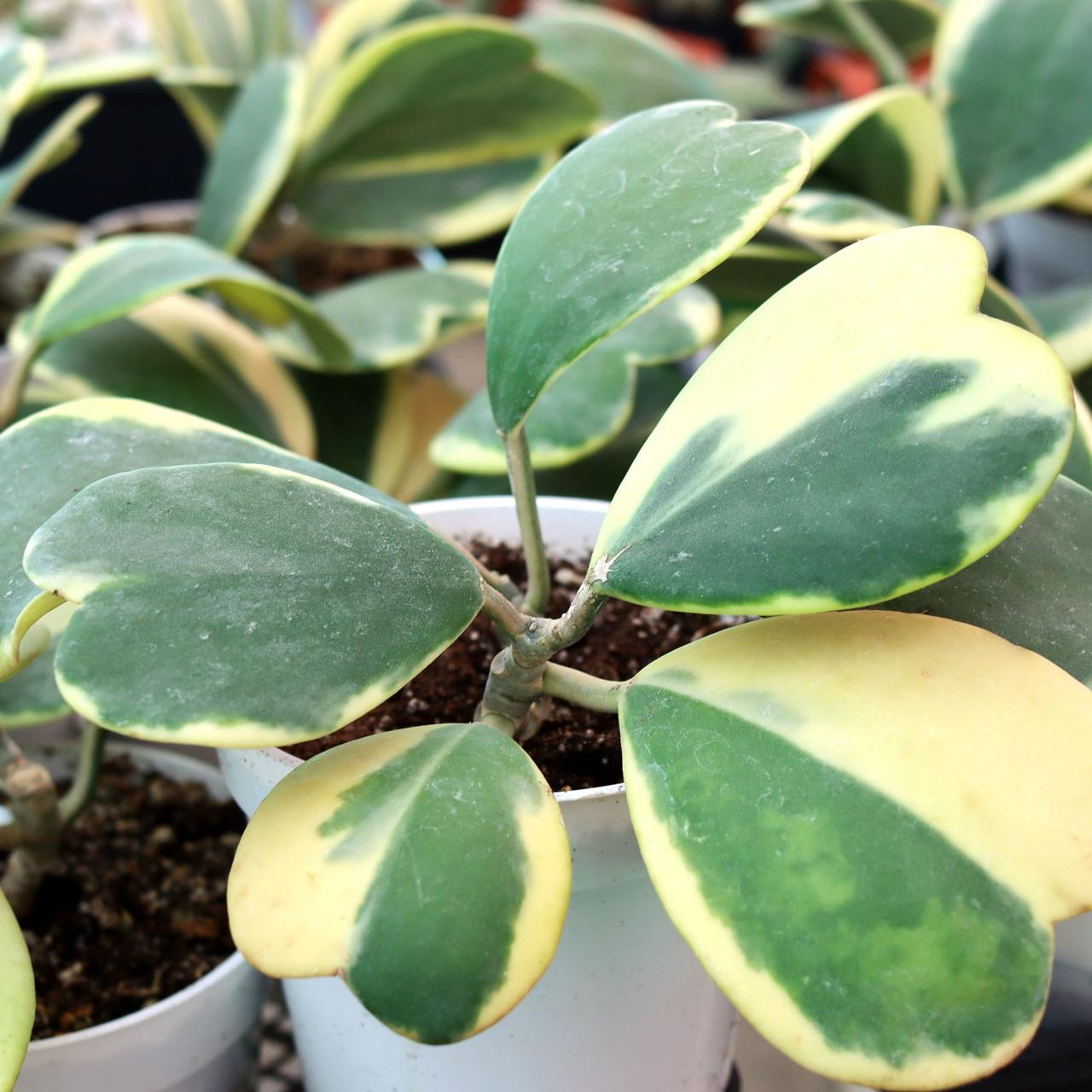 Hoya Kerrii Outer Variegated - View 3 from www redcrocus com