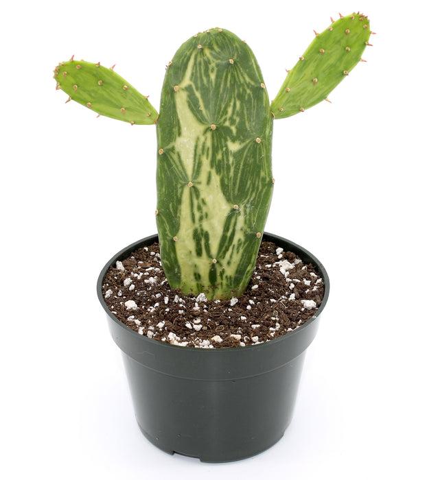 Cacti, Opuntia Cochenillifera 'variegata' - View 11 from www redcrocus com
