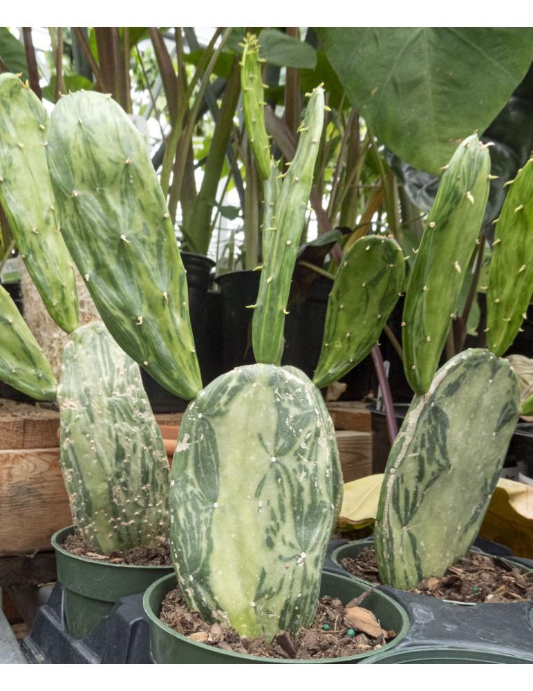 Cacti, Opuntia Cochenillifera 'variegata' - View 13 from www redcrocus com