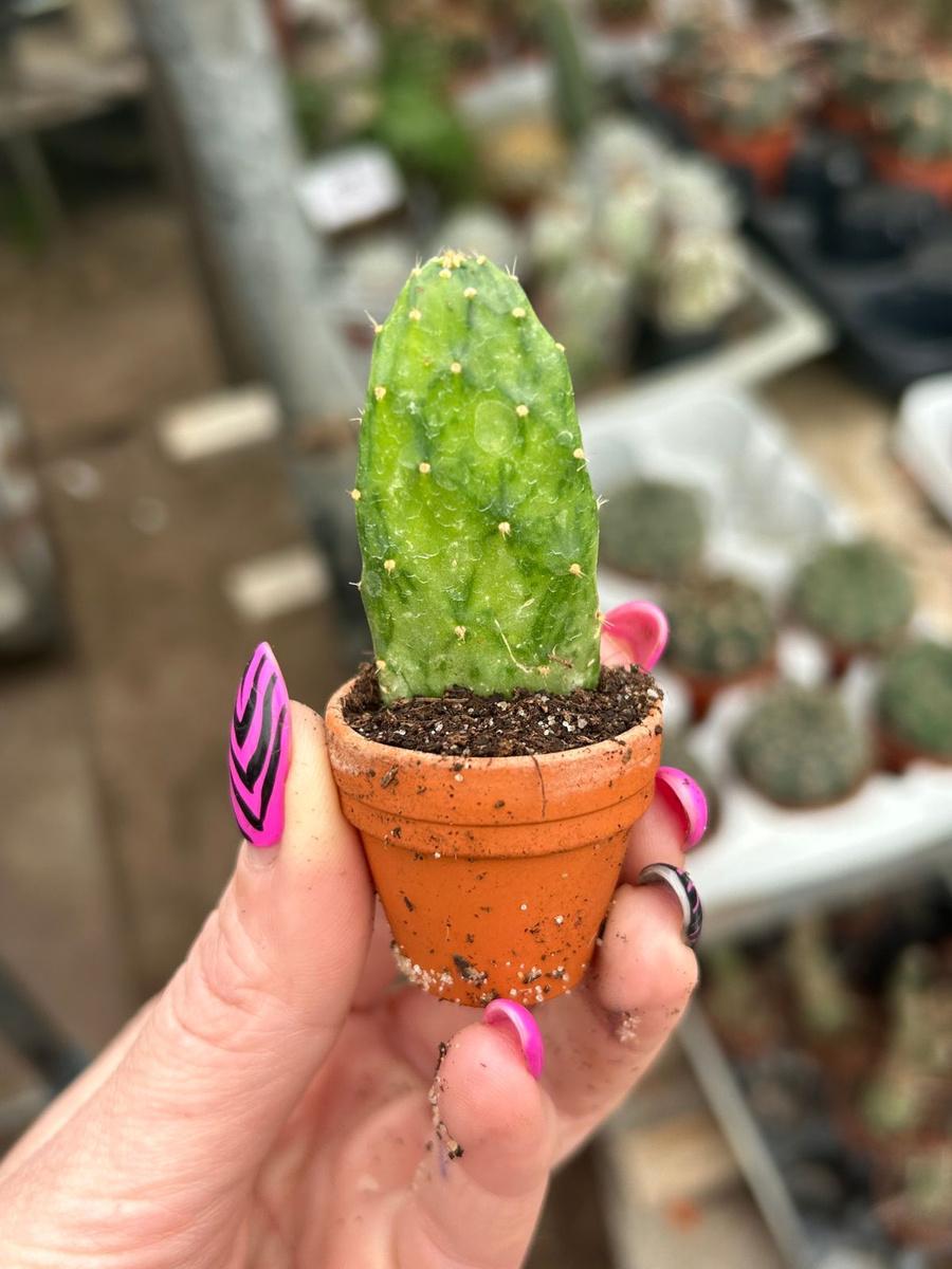Cacti, Opuntia Cochenillifera 'variegata' - View 16 from www redcrocus com