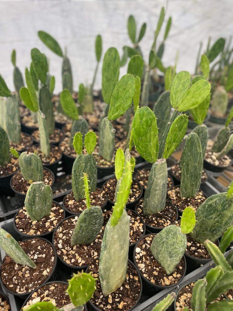 Cacti, Opuntia Cochenillifera 'variegata' - View 19 from www redcrocus com