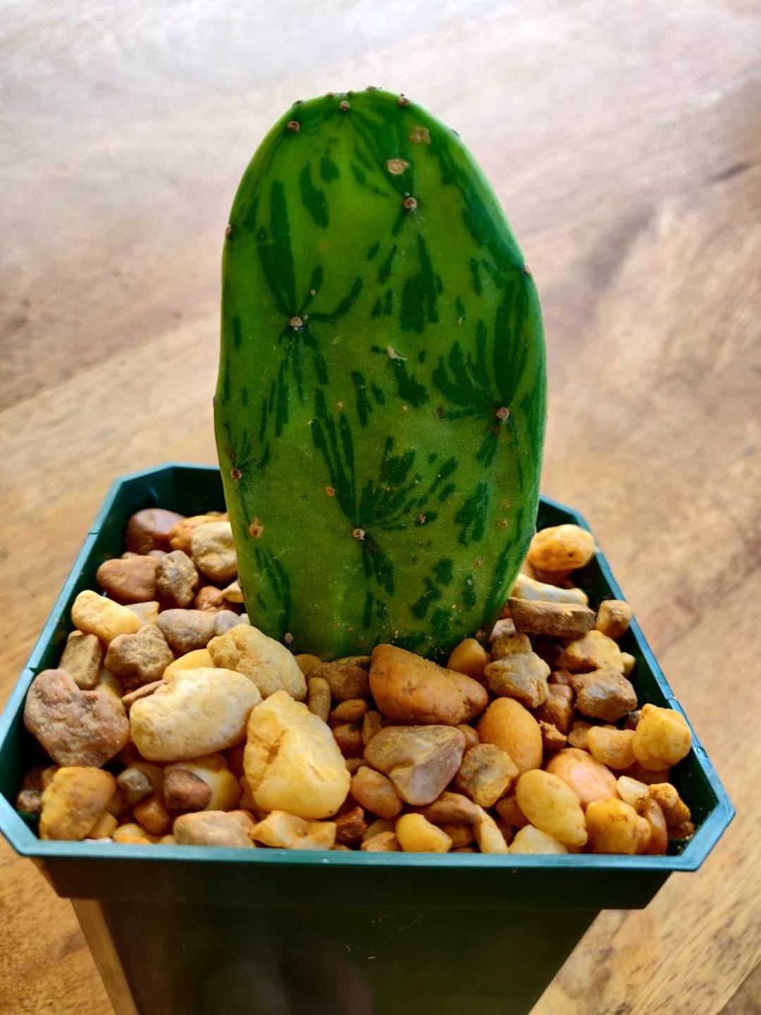 Cacti, Opuntia Cochenillifera 'variegata' - View 3 from www redcrocus com