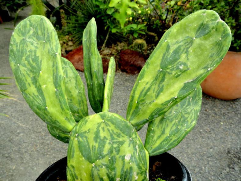 Cacti, Opuntia Cochenillifera 'variegata' - View 4 from www redcrocus com