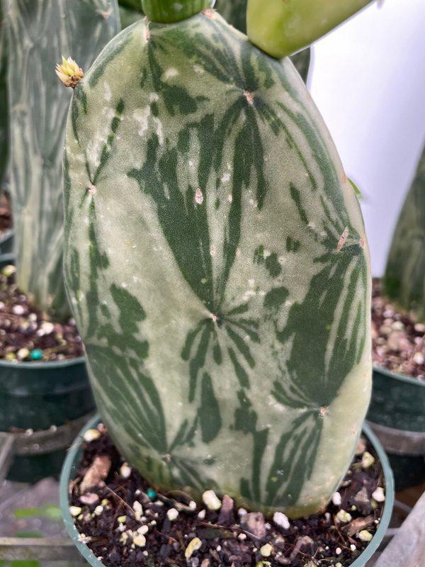 Cacti, Opuntia Cochenillifera 'variegata' - View 6 from www redcrocus com