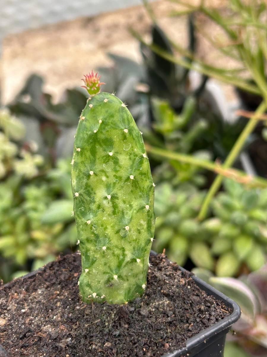 Cacti, Opuntia Cochenillifera 'variegata' - View 7 from www redcrocus com