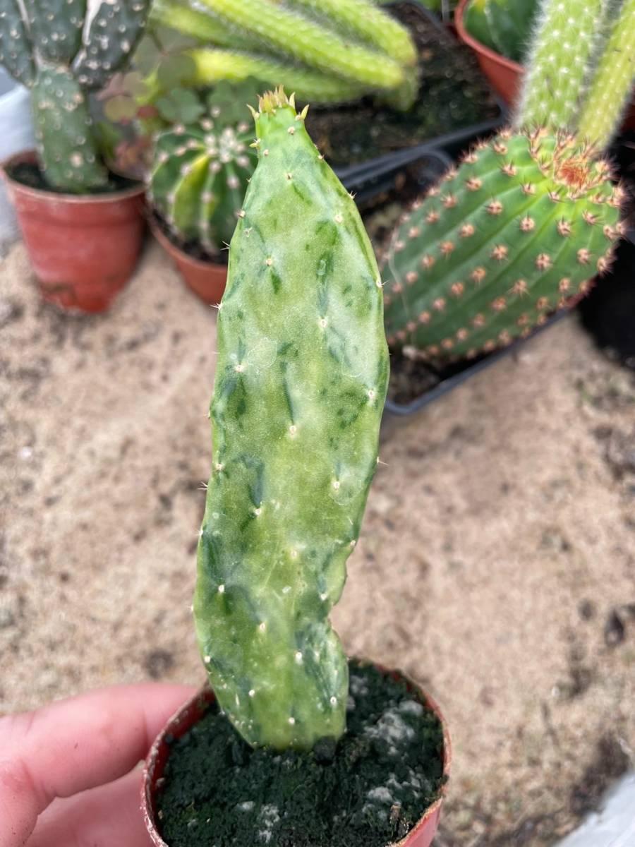 Cacti, Opuntia Cochenillifera 'variegata' - View 8 from www redcrocus com