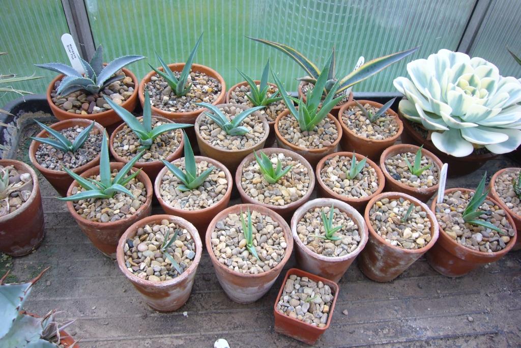 Manfreda, Assorted - View 14 from www redcrocus com