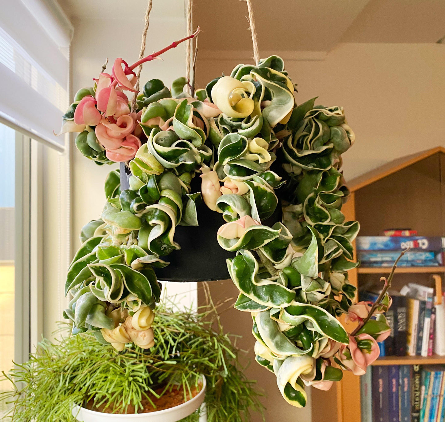 Hoya Compacta - View 10 from www redcrocus com