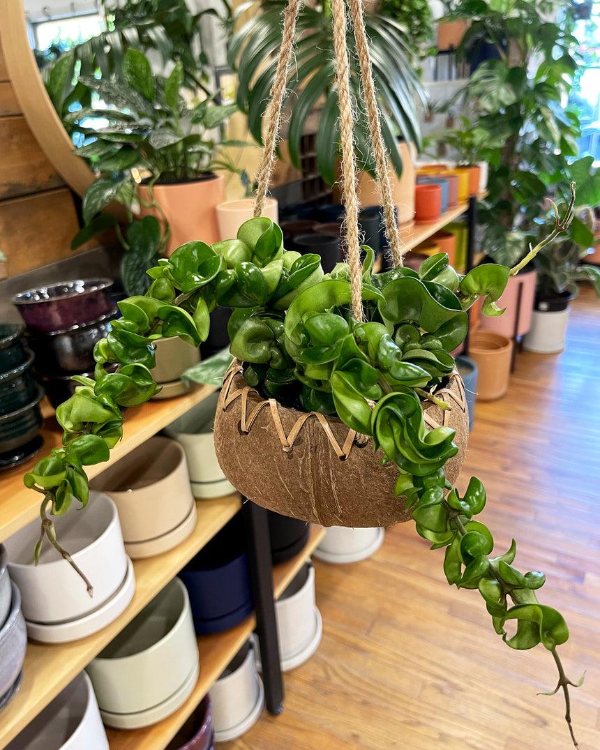 Hoya Compacta - View 12 from www redcrocus com