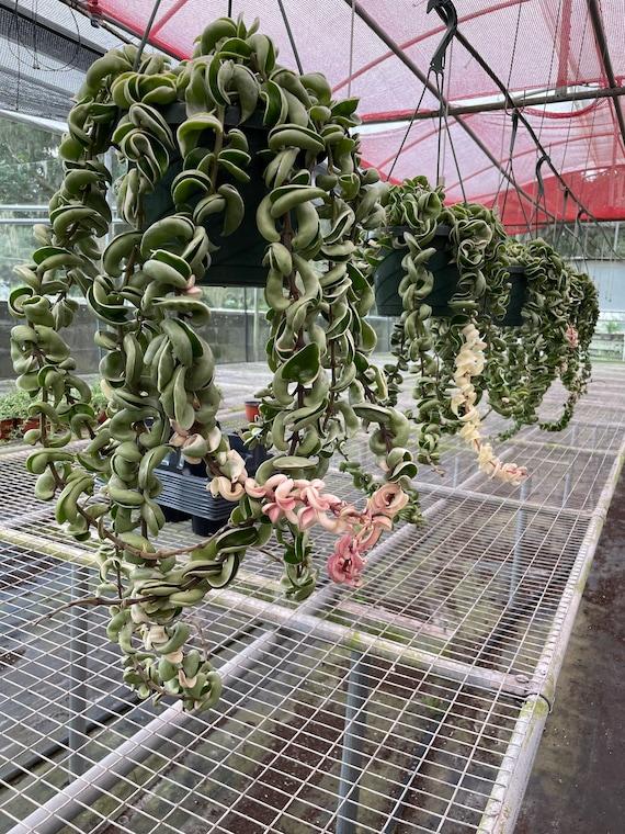 Hoya Compacta - View 13 from www redcrocus com