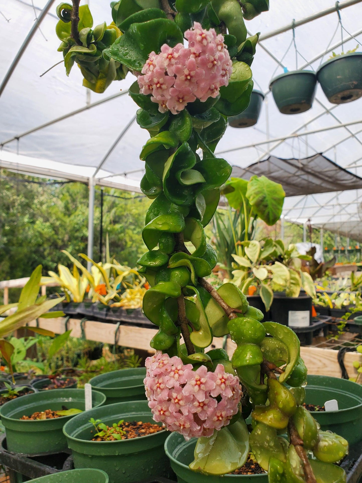Hoya Compacta - View 15 from www redcrocus com