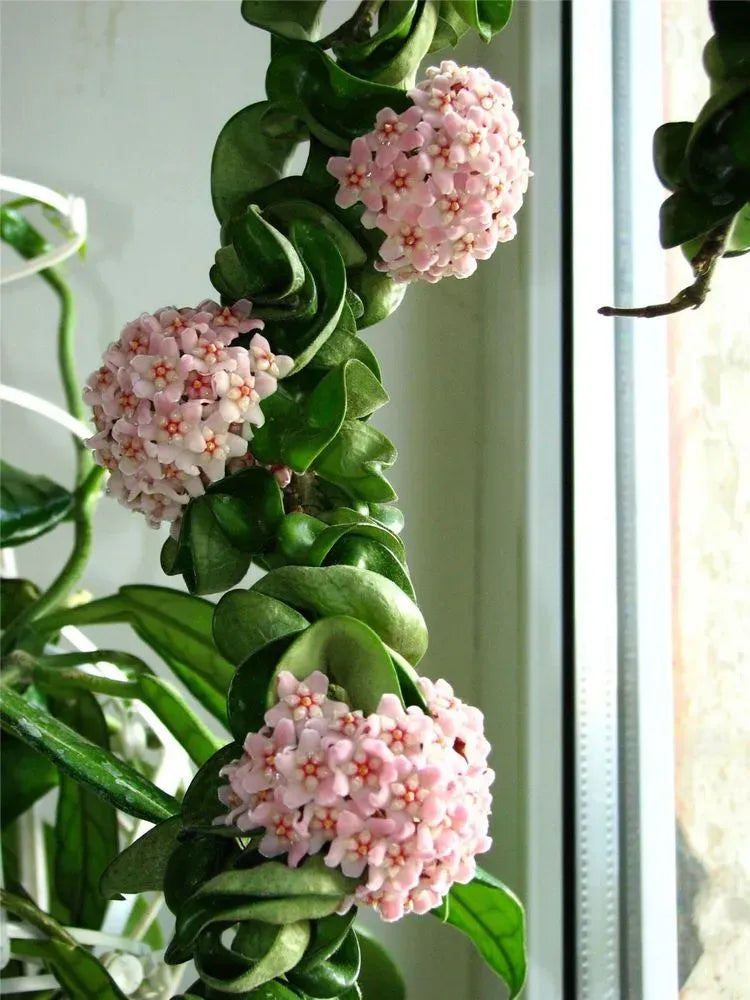 Hoya Compacta - View 17 from www redcrocus com