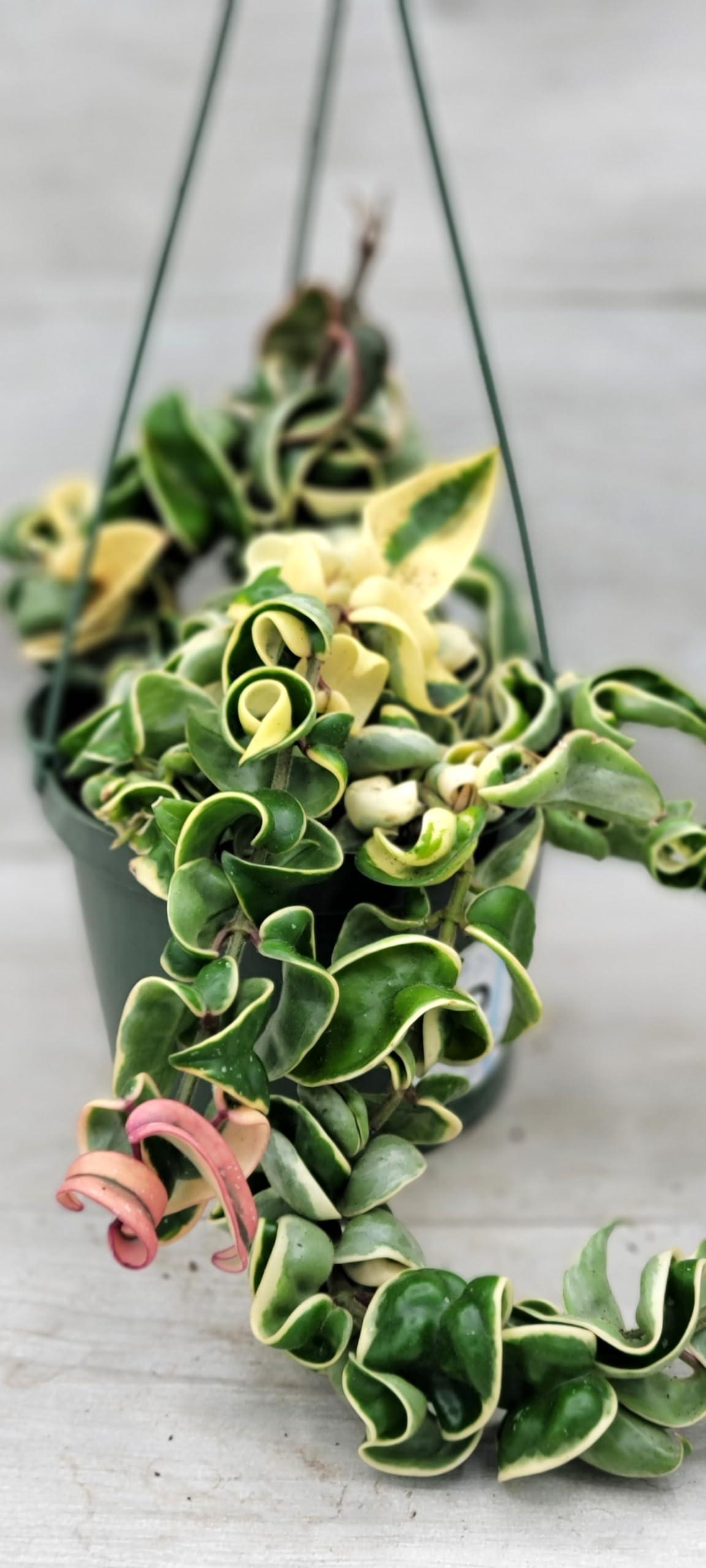 Hoya Compacta - View 18 from www redcrocus com