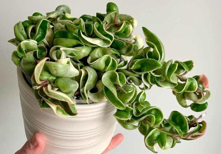 Hoya Compacta - View 1 from www redcrocus com