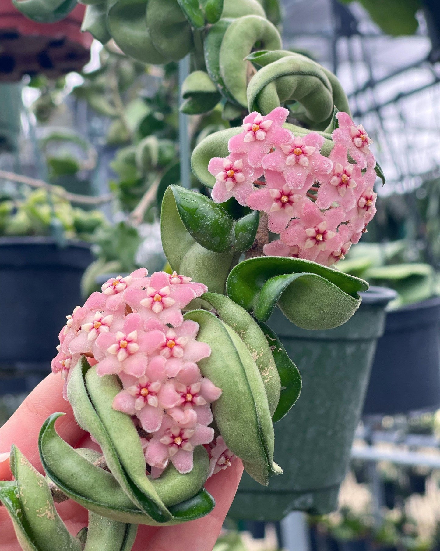 Hoya Compacta - View 2 from www redcrocus com