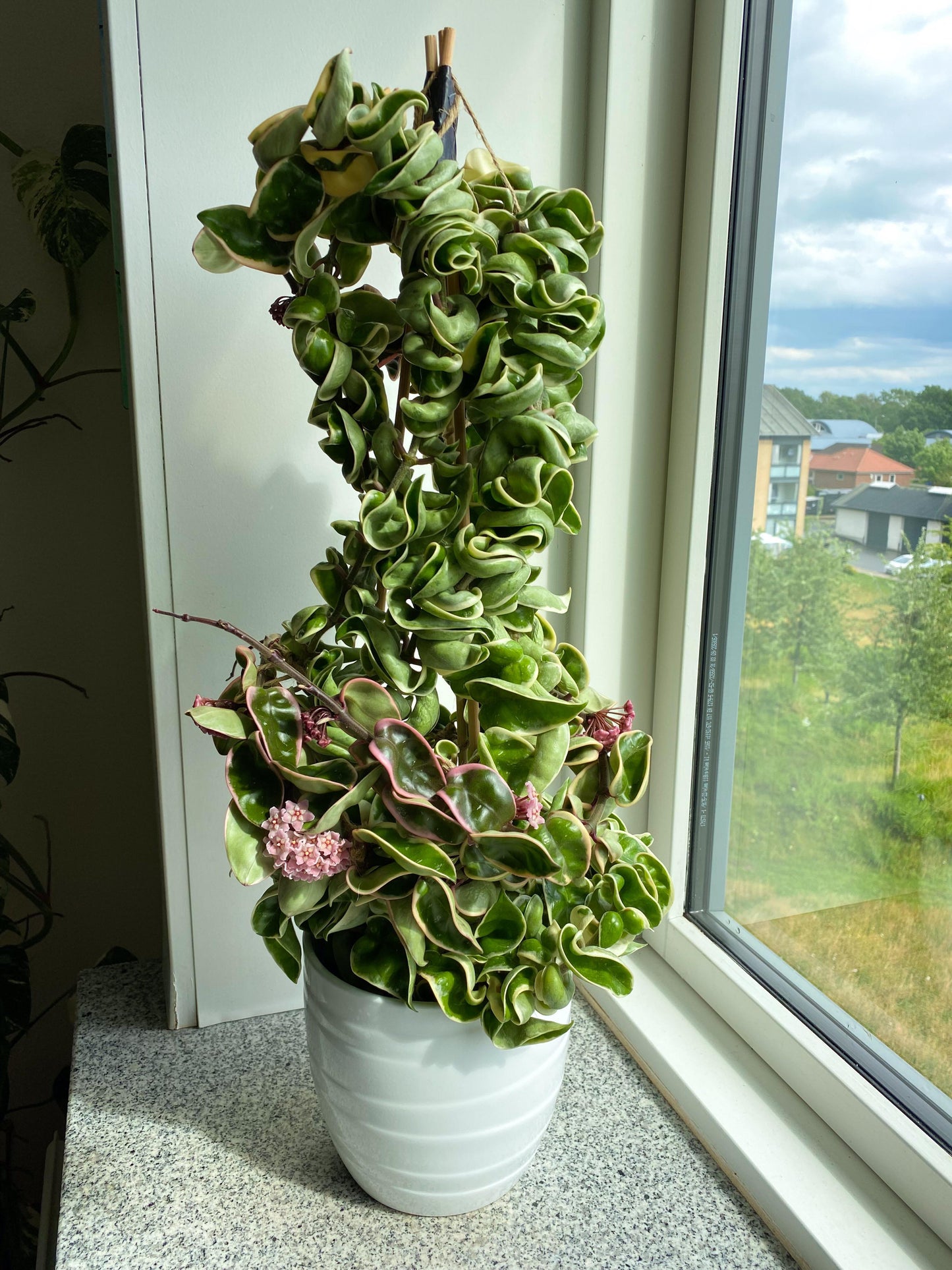Hoya Compacta - View 3 from www redcrocus com